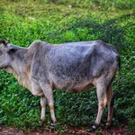 Cattle