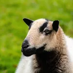 Livestock